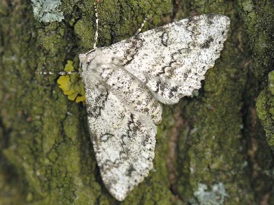 Ascotis selenaria