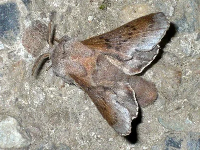 Phyllodesma (Phyllodesma) kermesifolia