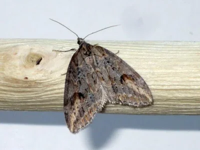 Chesias isabella