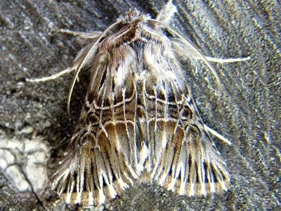 Omphalophana serrata