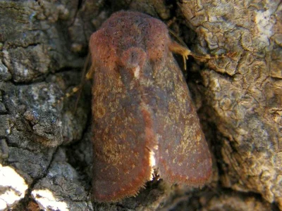 Metopoceras (Metopoceras) felicina