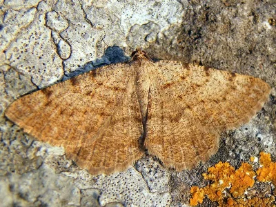 Ortaliella perspersata