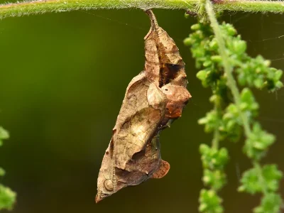 Polygonia c-album