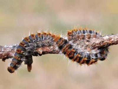 Thaumetopoea pityocampa