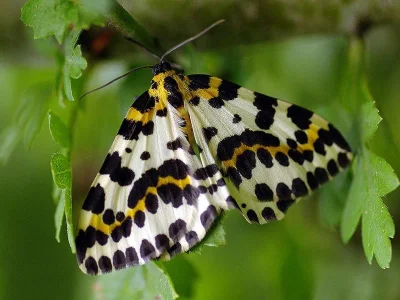 Abraxas (Abraxas) grossulariata