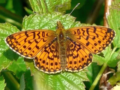 Boloria (Clossiana) selene