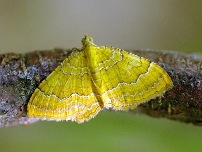 Camptogramma bilineata