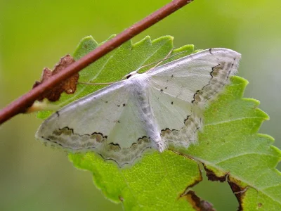 Scopula (Scopula) ornata