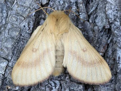 Lasiocampa (Pachygastria) eversmanni