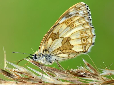 Melanargia (Melanargia) galathea