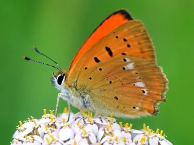Lycaena (Heodes) virgaureae