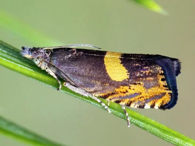 Dichrorampha petiverella