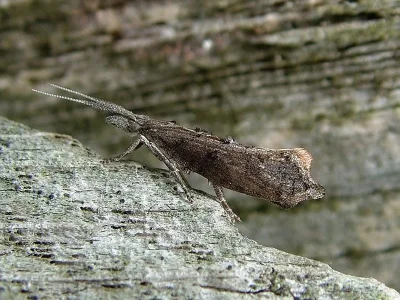 Ypsolopha horridella