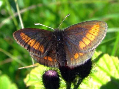 Erebia pharte