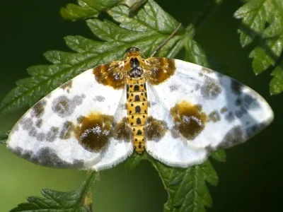 Abraxas (Calospilos) sylvata