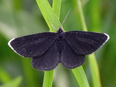 Odezia atrata