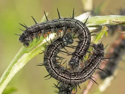 Nymphalis (Nymphalis) xanthomelas