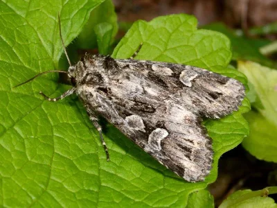 Pachetra sagittigera