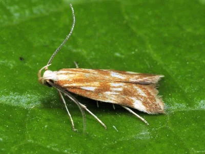 Mirificarma eburnella