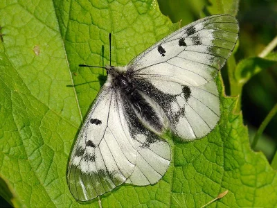 Parnassius (Driopa) mnemosyne