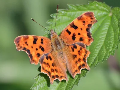 Polygonia c-album