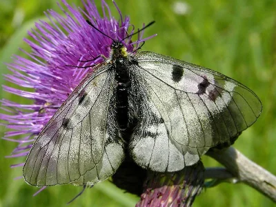 Parnassius (Driopa) mnemosyne