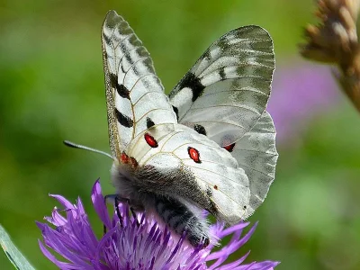 Parnassius (Parnassius) apollo
