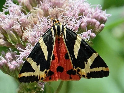 Euplagia quadripunctaria