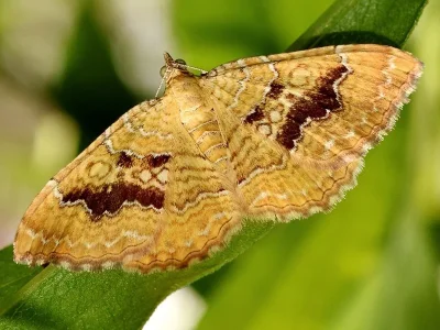 Camptogramma bilineata