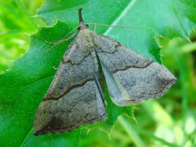 Hypena (Hypena) proboscidalis