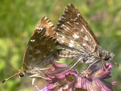 Carcharodus alceae