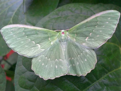 Geometra papilionaria