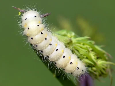 Zygaena (Mesembrynus) minos