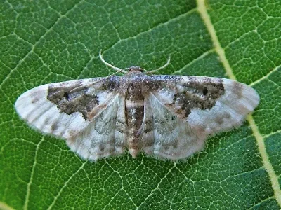 Idaea rusticata