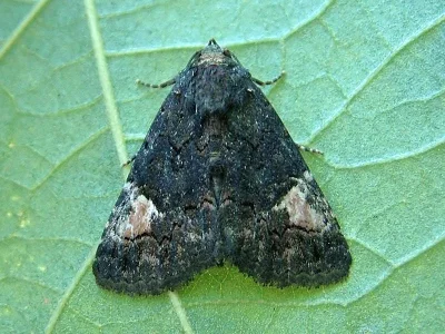Aedia funesta