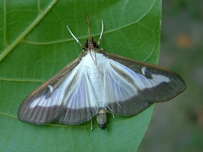 Cydalima perspectalis