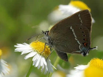 Satyrium (Strymonidia) spini