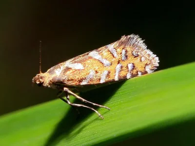 Glyphipterix bergstraesserella