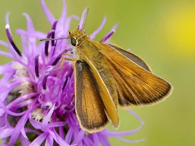 Thymelicus acteon