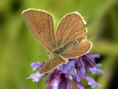 Polyommatus (Agrodiaetus) ripartii