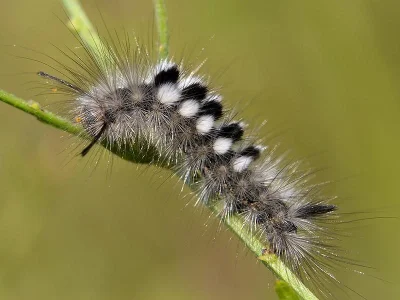 Gynaephora (Gynaephora) selenitica