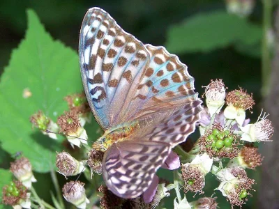 Argynnis (Argynnis) paphia