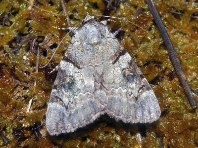 Catocala hymenaea