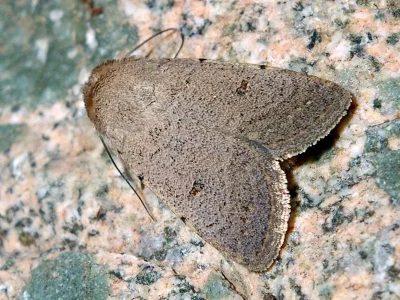 Caradrina (Platyperigea) aspersa