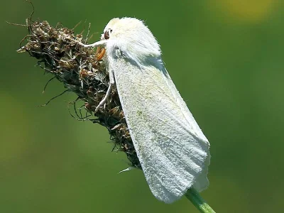 Calamia tridens