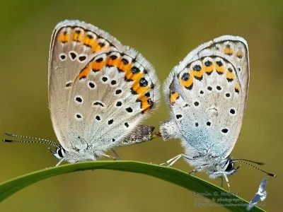 Plebejus (Lycaeides) argyrognomon