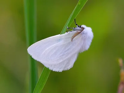 Leucoma salicis