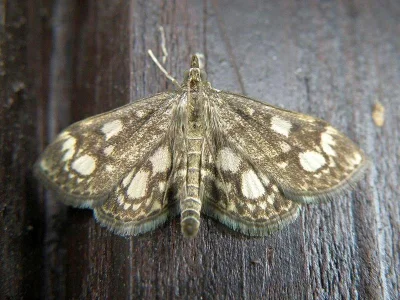 Anania coronata