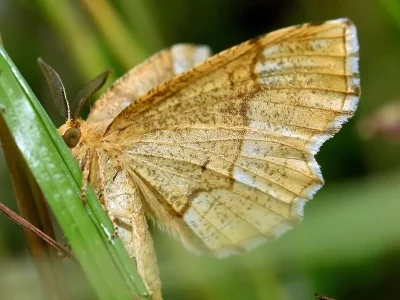 Cepphis advenaria