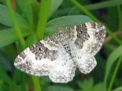 Epirrhoe rivata